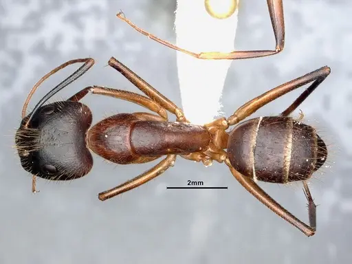 Camponotus festinatus - CASENT0884418