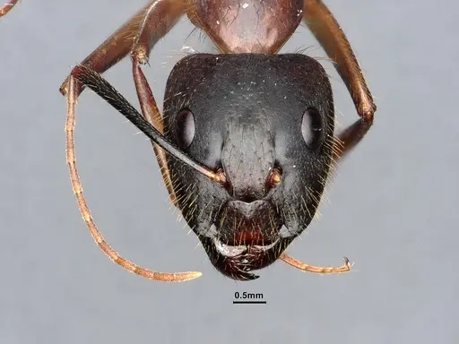 Camponotus festinatus - CASENT0884418