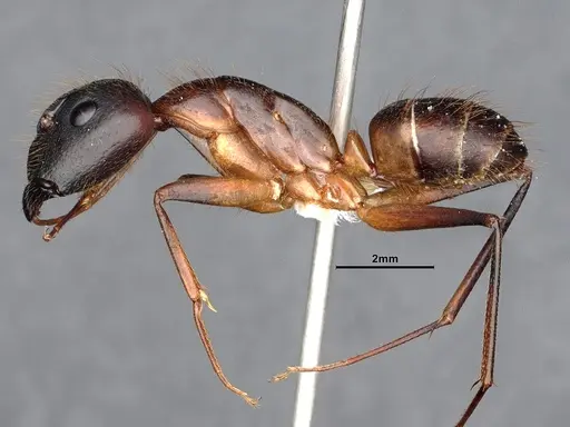 Camponotus festinatus - CASENT0884418