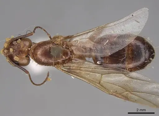 Camponotus festinatus - CASENT0923027