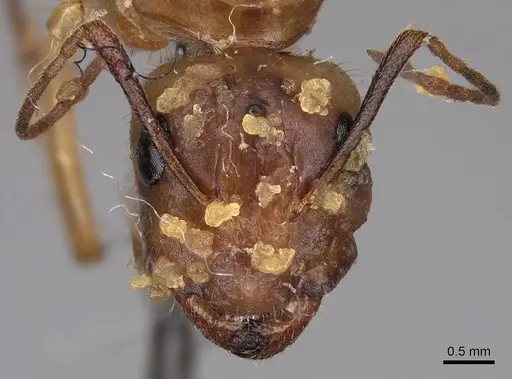 Camponotus festinatus - CASENT0923027