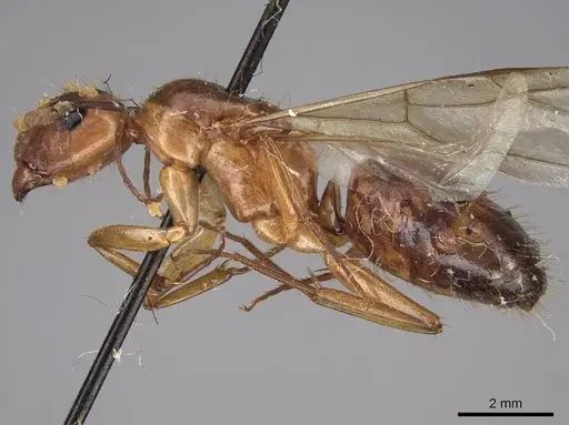 Camponotus festinatus - CASENT0923027