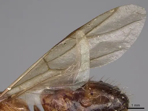 Camponotus festinatus - CASENT0923027