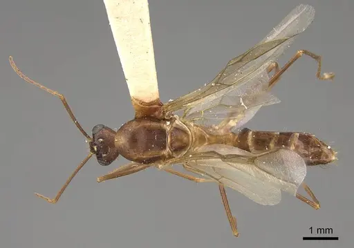 Camponotus festinatus - CASENT0923028