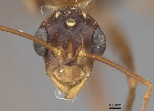 Camponotus festinatus - CASENT0923028