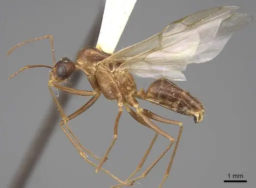 Camponotus festinatus - CASENT0923028