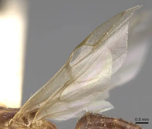 Camponotus festinatus - CASENT0923028