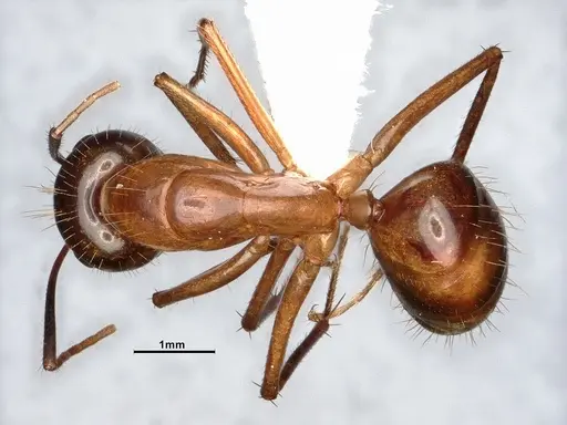 Camponotus festinatus - CASENT4031390