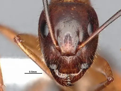 Camponotus festinatus - CASENT4031390