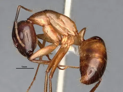 Camponotus festinatus - CASENT4031390