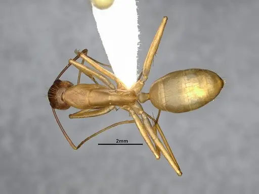 Camponotus festinatus - CASENT4031436