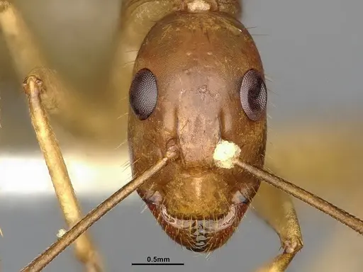 Camponotus festinatus - CASENT4031436