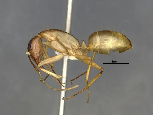 Camponotus festinatus - CASENT4031436