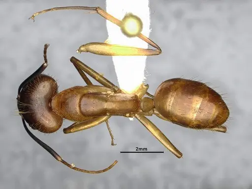 Camponotus festinatus - CASENT4031437