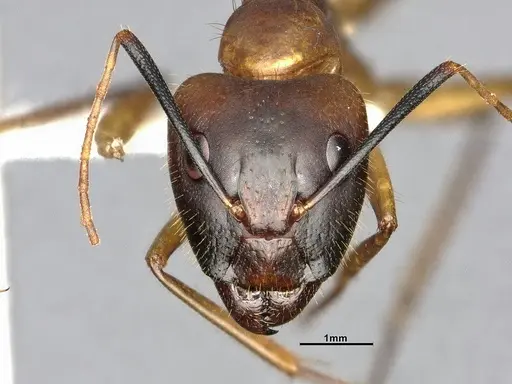 Camponotus festinatus - CASENT4031437
