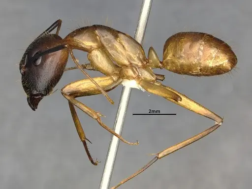 Camponotus festinatus - CASENT4031437