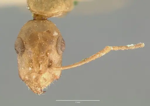 Camponotus festinatus - CASTYPE00594