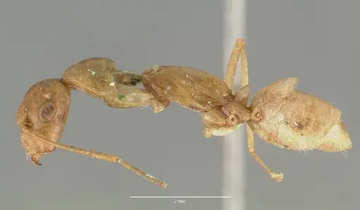 Camponotus festinatus - CASTYPE00594