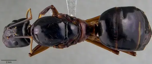 Camponotus festinus specimen