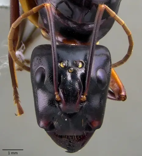 Camponotus festinus specimen