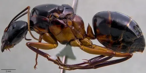 Camponotus festinus specimen