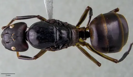 Camponotus festinus - ANTWEB1060106