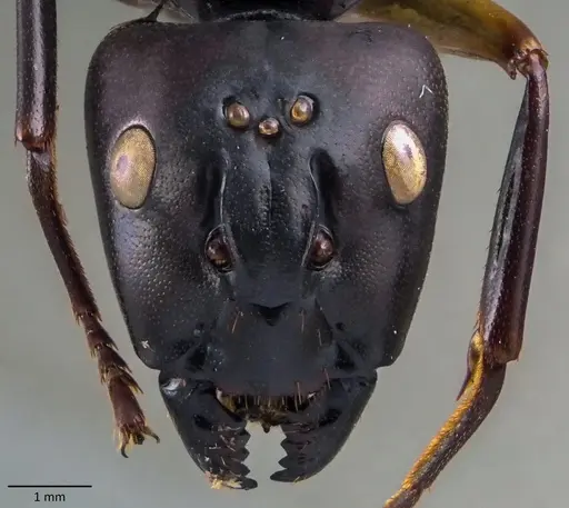 Camponotus festinus - ANTWEB1060106