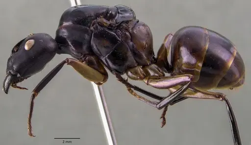 Camponotus festinus - ANTWEB1060106