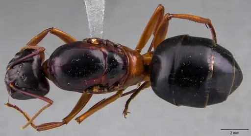 Camponotus festinus - ANTWEB1060107
