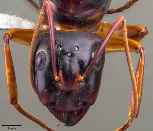 Camponotus festinus - ANTWEB1060107