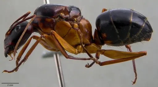 Camponotus festinus - ANTWEB1060107