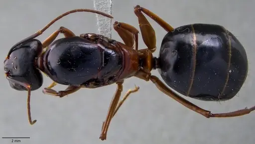 Camponotus festinus - ANTWEB1060108