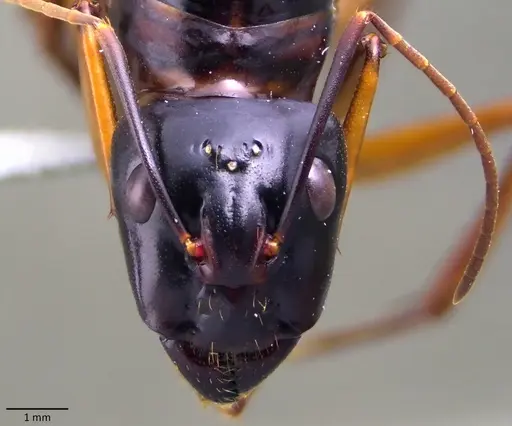 Camponotus festinus - ANTWEB1060108
