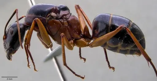 Camponotus festinus - ANTWEB1060108