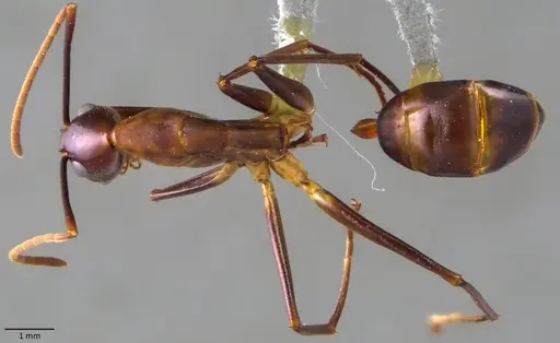 Camponotus festinus - ANTWEB1060109