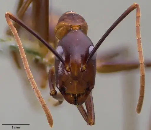 Camponotus festinus - ANTWEB1060109