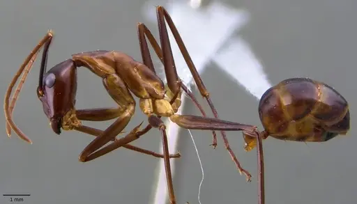 Camponotus festinus - ANTWEB1060109