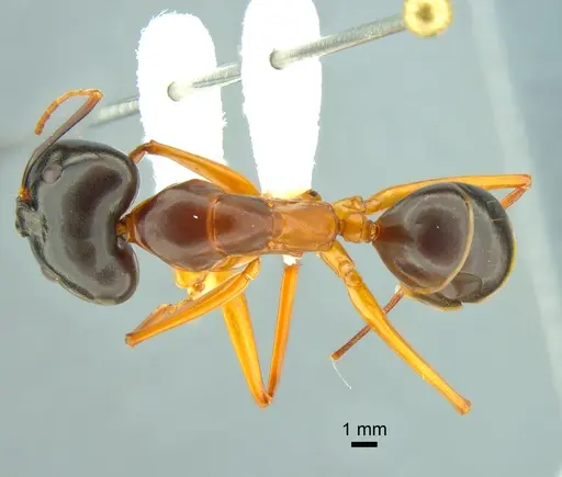 Camponotus festinus - CASENT0882200