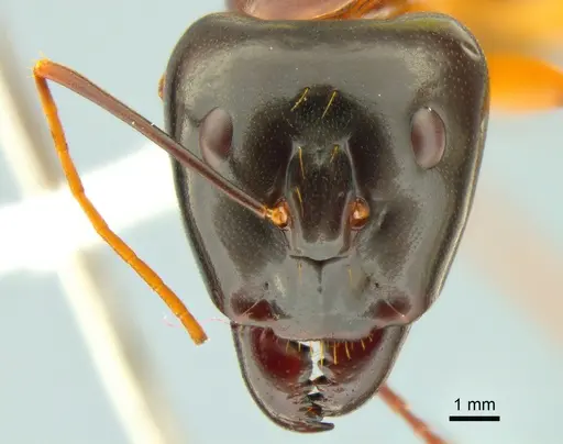 Camponotus festinus - CASENT0882200