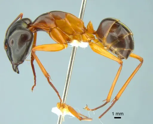 Camponotus festinus - CASENT0882200