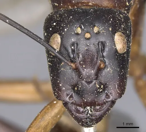Camponotus festinus - CASENT0901893