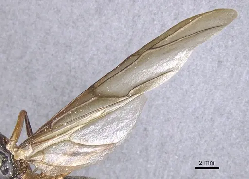 Camponotus festinus - CASENT0901893