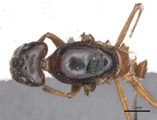 Camponotus festinus - CASENT0901898