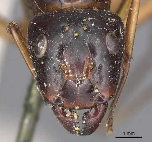 Camponotus festinus - CASENT0901898