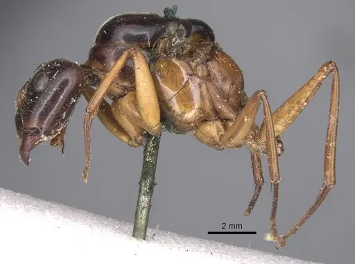 Camponotus festinus - CASENT0901898