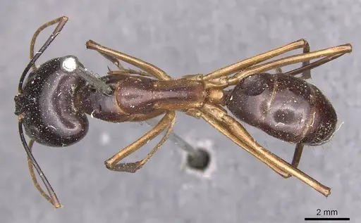 Camponotus festinus - CASENT0905342