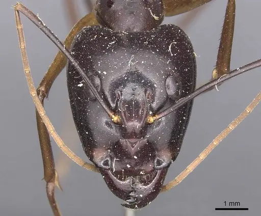 Camponotus festinus - CASENT0905342