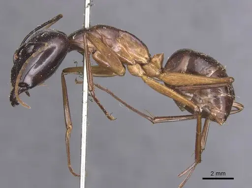 Camponotus festinus - CASENT0905342