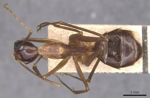 Camponotus festinus - CASENT0905343