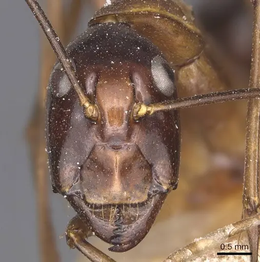 Camponotus festinus - CASENT0905343